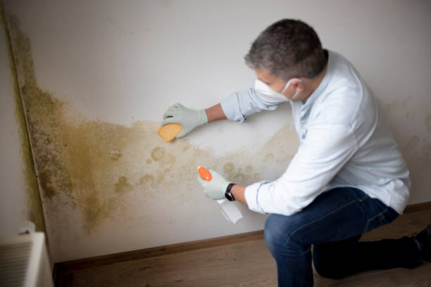 Best Emergency Mold Remediation  in Marietta Alderwood, WA